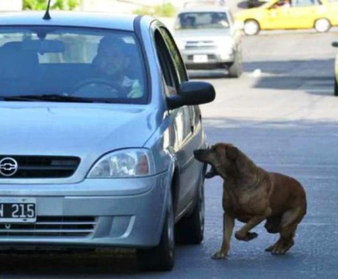 Perros y curiosidades