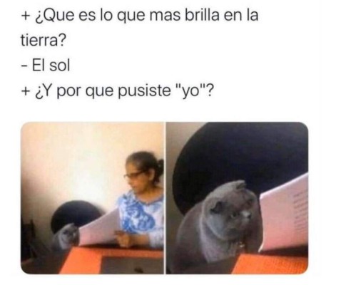 Divertidos memes del gato regañado que invaden las redes