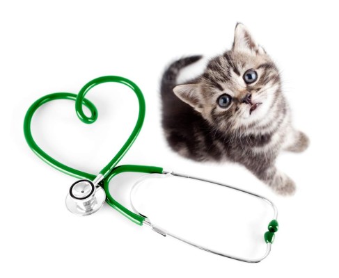Enfermedades comunes en gatos
