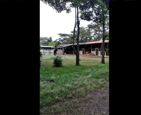 Honduras: Aseguran bienes, empresas, dinero y animales exóticos a los Amador