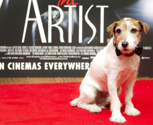 Falleció el famoso perro actor de cine Uggie