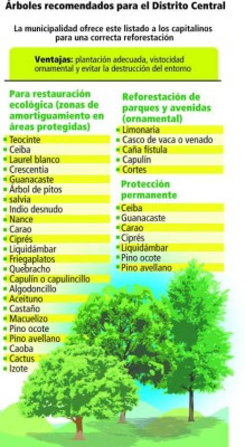 Históricos árboles, testigos del tiempo en la capital