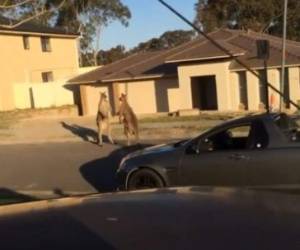 Los animales fueron grabados por un vecino de la localidad.