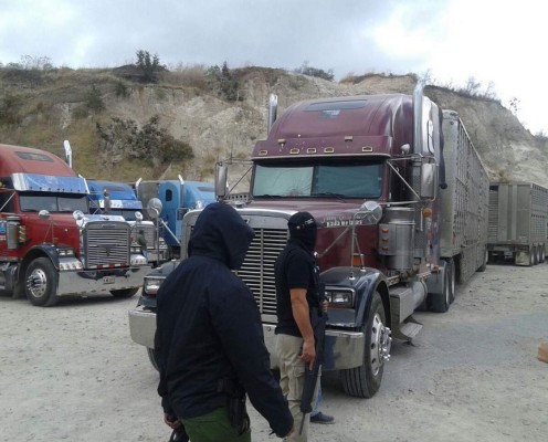 Detienen 15 rastras con ganado en Tegucigalpa