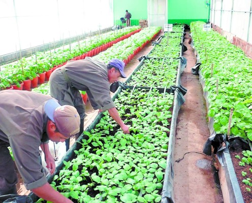 Alcaldías buscan asumir control del centro experimental de papa