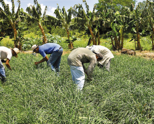 Crece producción de plantas orientales en Comayagua