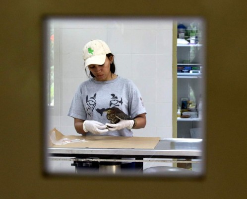 En hospital del Rosy Walther hay trato especial para los animales