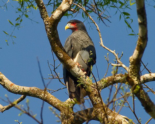Hallan ave en riesgo de extinción en Honduras