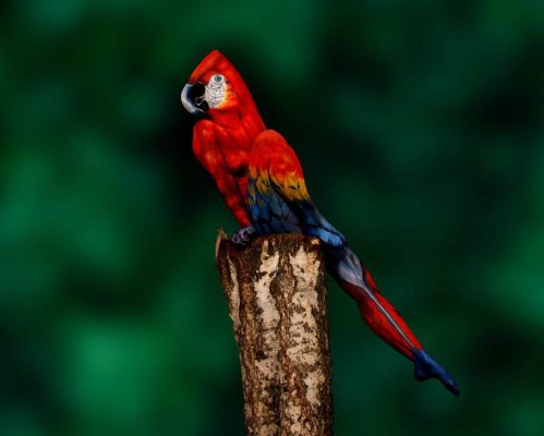 Sorpresiva pintura de un camaleón
