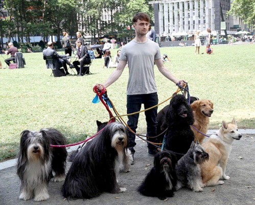Daniel Radcliffe el paseador de perros