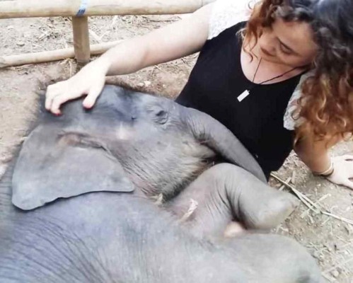 Bebé elefante genera ternura en la red