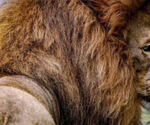 Simba, el rey de El Picacho, tiene más de diez años y es uno de los ejemplares que más visitantes atrae.