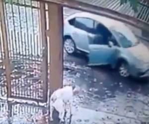 Los perros se acercaron rápidamente al portón de la vivienda y los sospechosos huyeron. Foto captura YouTube