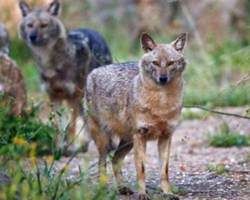 FOTOS: La Tierra como nunca antes la vimos, más salvaje y limpia debido a las cuarentenas  