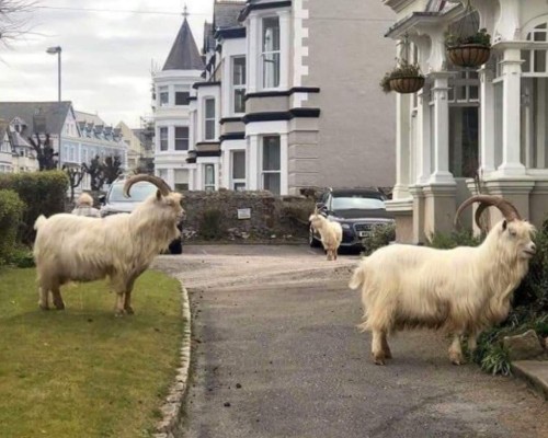 FOTOS: La Tierra como nunca antes la vimos, más salvaje y limpia debido a las cuarentenas  