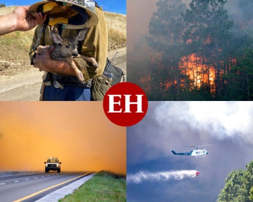 Impactantes imágenes de los devastadores incendios forestales en Florida