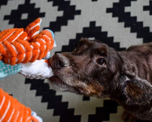 Ríete un rato con los mejores chistes de la semana