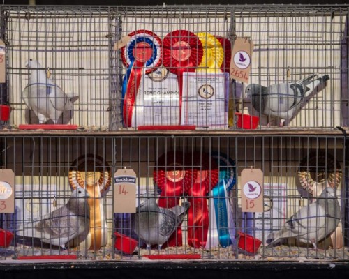 Carreras de palomas, primer deporte en reanudarse en Inglaterra