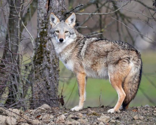 FOTOS: La Tierra como nunca antes la vimos, más salvaje y limpia debido a las cuarentenas  