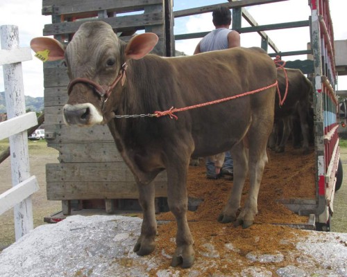 Choluteca está lista para exhibir su poderío ganadero