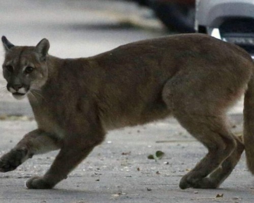 FOTOS: La Tierra como nunca antes la vimos, más salvaje y limpia debido a las cuarentenas  