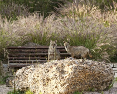 FOTOS: La Tierra como nunca antes la vimos, más salvaje y limpia debido a las cuarentenas  