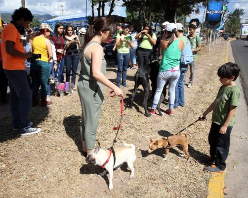 Honduras: Exigen protección para sus fieles amigos