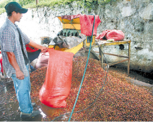 Auguran baja producción de café a causa de la roya