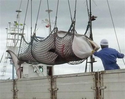 Japón mató 251 ballenas en el Antártico