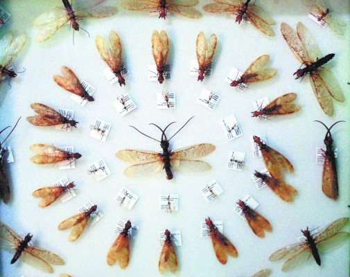 Aventura para explorar la vida silvestre en Roatán