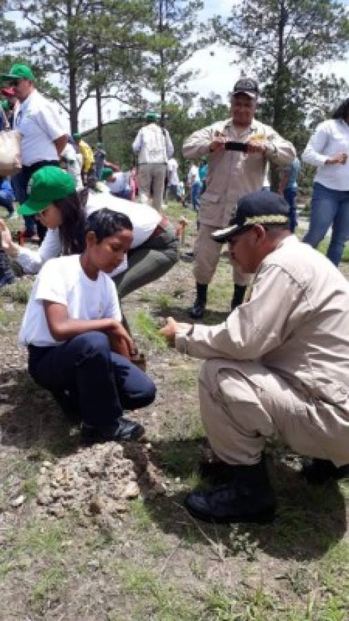 Cifras críticas de incendios y plagas en el Día del Árbol