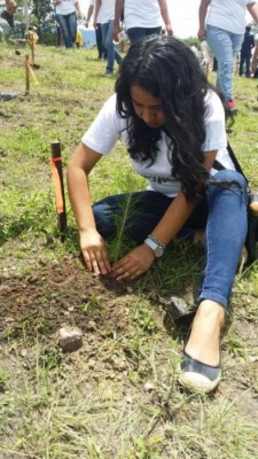 Cifras críticas de incendios y plagas en el Día del Árbol