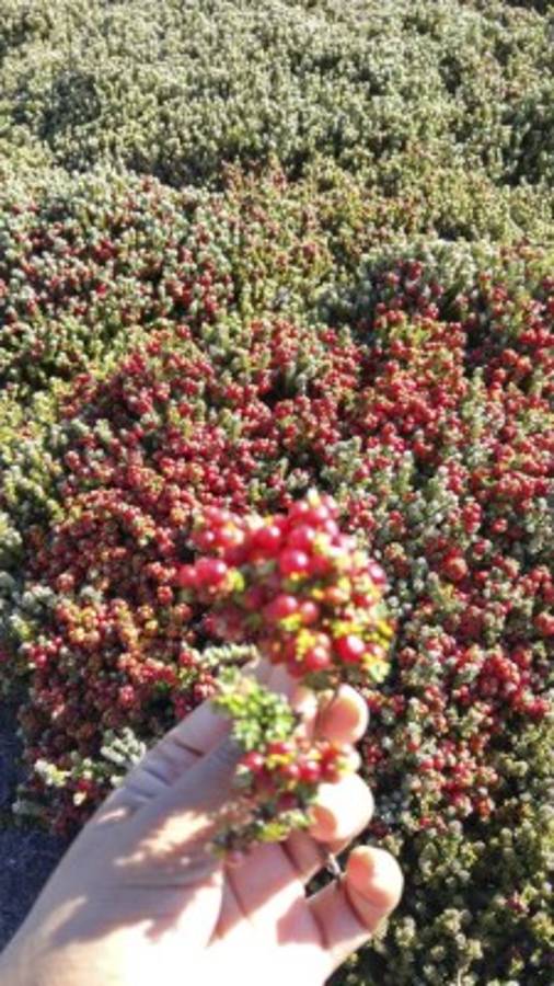 Islas Falkland: en el fin del mundo queda un bello paraíso