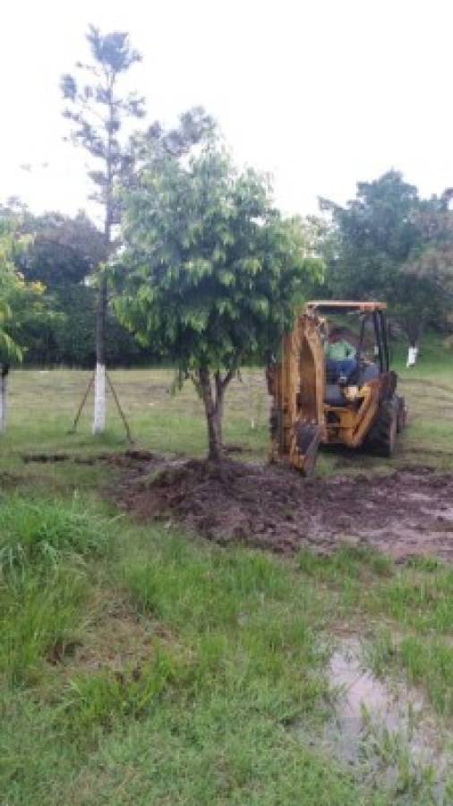 En la capital se necesita reforestar unas 25 mil hectáreas de bosque