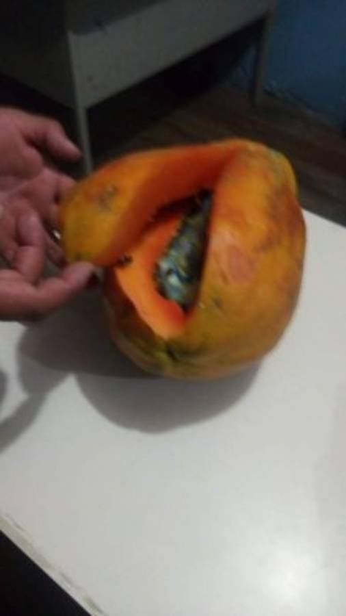 Detienen a mujer que intentó ingresar a la cárcel de La Ceiba un celular escondido en una papaya