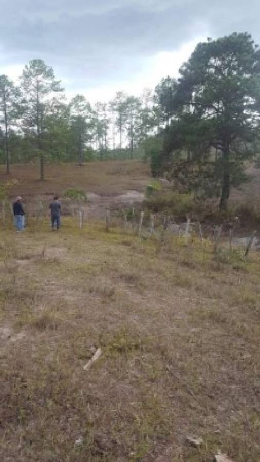 Se reforestan 17 cuencas en el DC y municipios aledaños