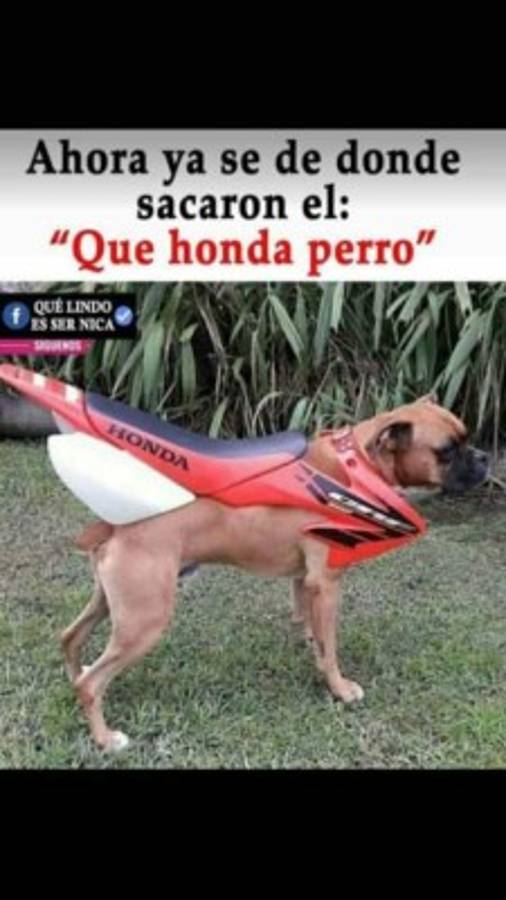 Los mejores chistes de la semana