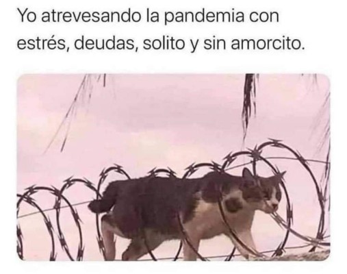 Los mejores memes que dejó este 2020