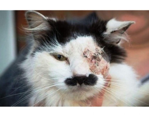 Hieren brutalmente a un gato por su parecido con Adolfo Hitler