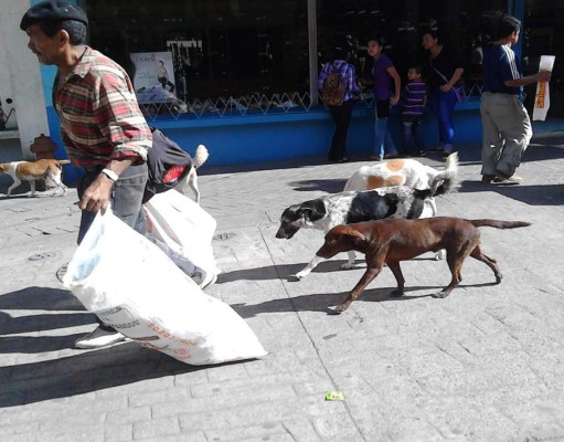 El encantador de perros hondureño