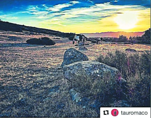 Acá están los mejores Catrachistes de la semana