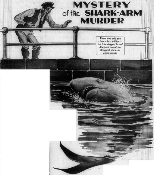 Un tiburón ayudó a resolver un crimen casi perfecto en Australia ¿Cómo lo hizo?