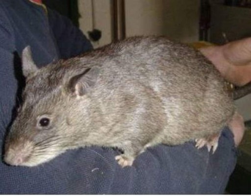 Abandonó a su bebé de tres meses para ir a fiesta y se la comieron ratas gigantes