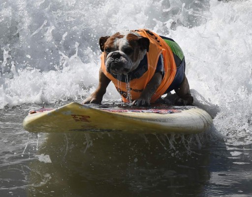 Perros participan en peculiar competencia de surf
