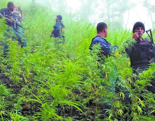 Decomisan 3,000 plantas de marihuana en Honduras