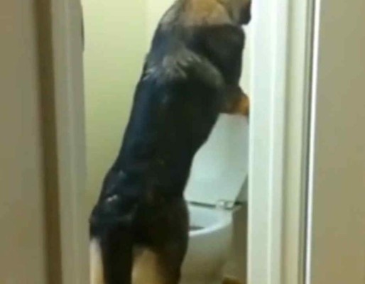 Perro con modales