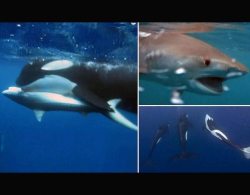 Graban el ataque de tres ballenas asesinas a un tiburón