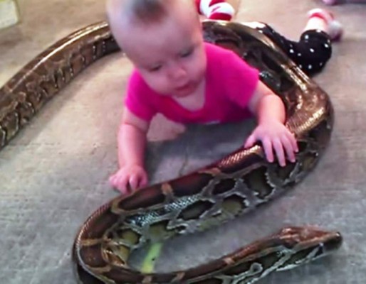 Impactante video muestra a bebé jugando con serpiente