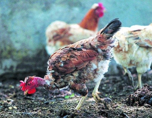Semillas para postrera piden los campesinos