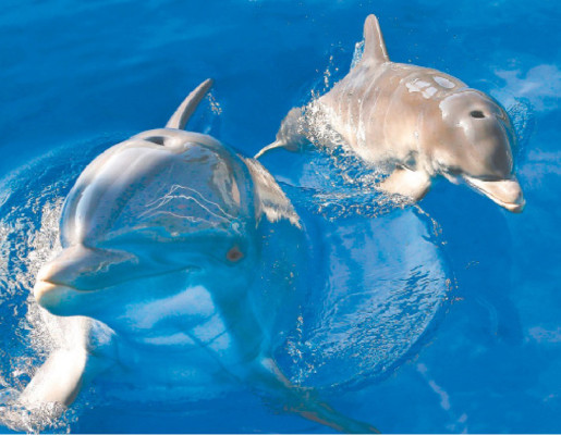 Sonrisas que arranca la Curiosa vida animal